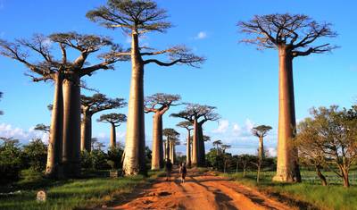 Estadia em Morondava: O paraíso das árvores baobá — 4