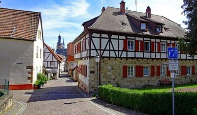 Ren i winnice z urokiem — 2