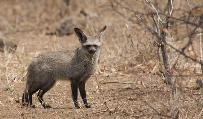 ボツワナ8日間サファリツアー：アフリカの手つかずの荒野へ冒険の旅 — 5