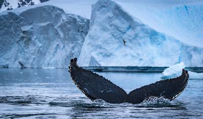 Extended Antarctic Circle Crossing (Ocean Nova) — 3