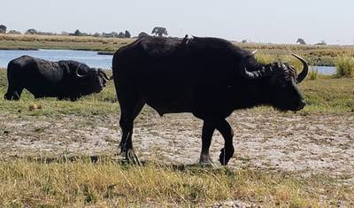 ビクトリアの滝からHwange National Parkへの5日間格安ツアー — 2