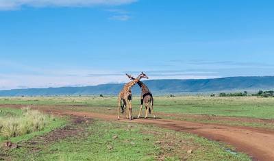 Experiência de 4 Dias em Chalé no Parque Nacional South Luangwa — 5