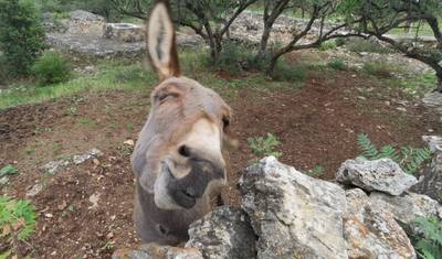 Hike and Swim Croatia – Summer walking tour — 5