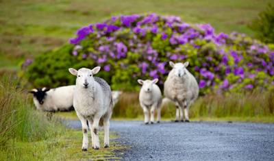 Ireland Highlights — 4