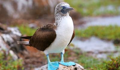 Ekwador i najważniejsze atrakcje Galapagos — 3