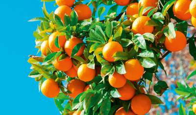 Andalusia Impressions with Flair — 2