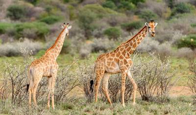 Namibia Express — 3
