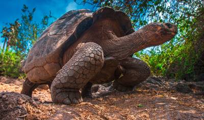 Peru i Ekwador: Najważniejsze atrakcje z Wyspami Galapagos — 3
