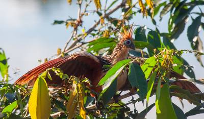 La Selva Amazon Lodge: Luxury Amazon Experience in 4 Days — 5