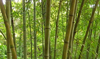 Cultura e Natureza do Extremo Oriente — 2