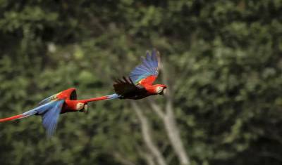 Extensão Amazônica no Peru (Premium) — 2