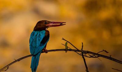 Rozszerzenie safari w Ranthambore — 2