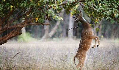 Rozszerzenie safari w Ranthambore — 5