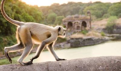 Rozszerzenie safari w Ranthambore — 4