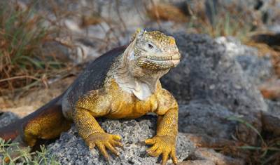 ガラパゴス・エクスプレス：6日間で巡るアイランドホッピングと野生動物の旅 — 5