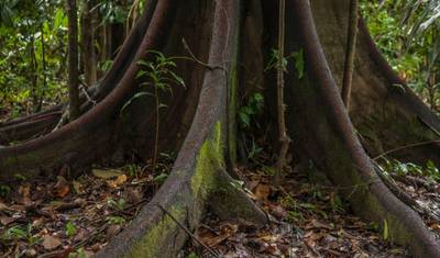 Treehouse Lodge, Estadia Curta (Mediante Pedido) — 5