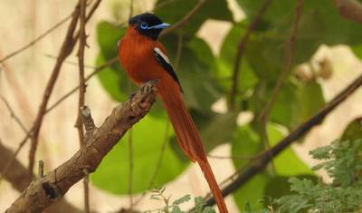 رحلة مراقبة الطيور في غامبيا 10 أيام/9 ليالٍ (مريحة) — 3
