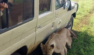 4 Days Join Group Safari Tarangire Serengeti and Ngorongoro — 4