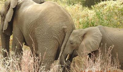 8-dniowa wycieczka: Park Narodowy Arusha, Jezioro Manyara, Serengeti, Tarangire i krater Ngorongoro — 3