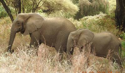 8-dniowa wycieczka: Park Narodowy Arusha, Jezioro Manyara, Serengeti, Tarangire i krater Ngorongoro — 4