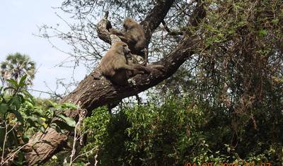 8-dniowa wycieczka: Park Narodowy Arusha, Jezioro Manyara, Serengeti, Tarangire i krater Ngorongoro — 5