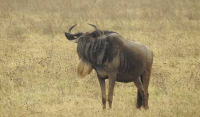 5 Dias de Acampamento em Tarangire, Serengeti e Cratera de Ngorongoro e Visita aos Maasai — 3
