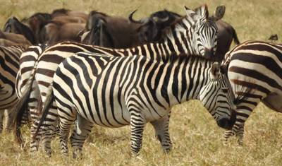 5 Dias de Acampamento em Tarangire, Serengeti e Cratera de Ngorongoro e Visita aos Maasai — 5