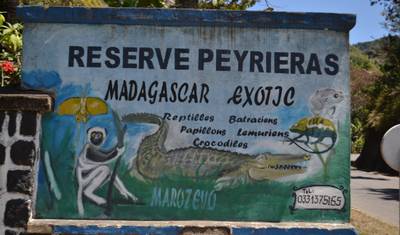 Odkrywanie madagaskarskiego ptactwa w Andasibe — 2