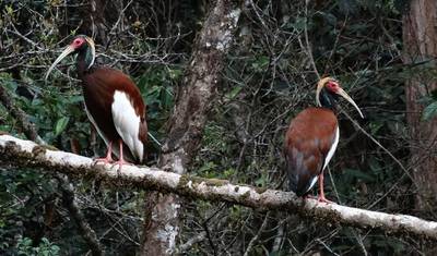 3 Days of birdwatching in Andasibe — 2
