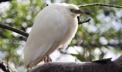 3 Days of birdwatching in Andasibe — 3