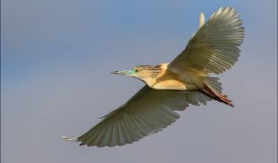 3 Days of birdwatching in Andasibe — 4