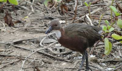 3 Days of birdwatching in Andasibe — 5