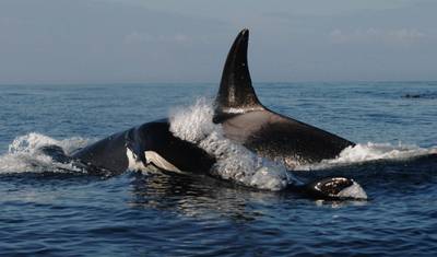 3 Days Vancouver-Victoria, Duncan, Chemainus, Nanaimo Private Tour — 3