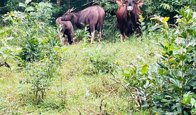 Z Goa do Parku Narodowego Anshi (Rezerwat Tygrysów Kali), Rozszerzenie wycieczki safari po dzikiej przyrodzie — 5
