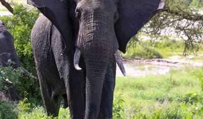 Safari de 3 Dias Acessível na Tanzânia a Partir de Zanzibar — 2