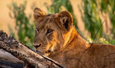 Odkryj najlepsze i najbardziej klasyczne na świecie 6-dniowe prywatne safari z Tanzanii do Kenii — 4
