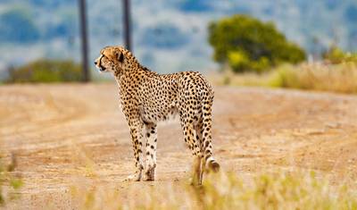 Garden Route & Addo Adventure 9 Days/ 8 Nights ( Comfort) — 2