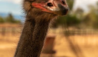 Garden Route & Addo Adventure 9 Days/ 8 Nights ( Comfort) — 4
