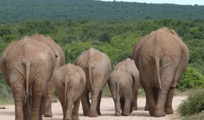 Garden Route & Addo Adventure 9 Days/ 8 Nights ( Comfort) — 5