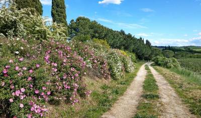 Picturesque Tuscany 8 Days — 4