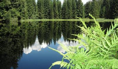 Hiking the Highlights in the Bavarian Forest National Park 7 Days — 2