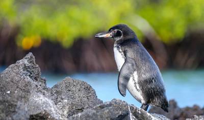 Best of Galapagos Islands (7 days) — 5