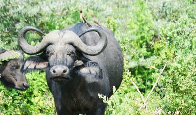 Safári de 3 Dias: Serengeti e Cratera de Ngorongoro - Big Five (5) — 2