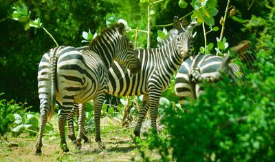 Safári de 3 Dias: Serengeti e Cratera de Ngorongoro - Big Five (5) — 3