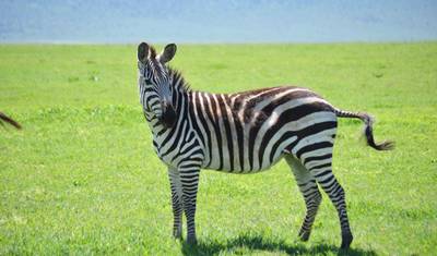 Safári de 3 Dias: Serengeti e Cratera de Ngorongoro - Big Five (5) — 4