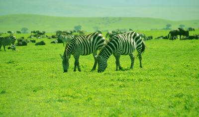 Safári de 3 Dias: Serengeti e Cratera de Ngorongoro - Big Five (5) — 5
