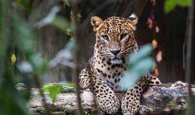 Excursão Colonial Sri Lanka (Upgrade Gratuito: Tour Privado para dois clientes pagantes ou mais) — 2