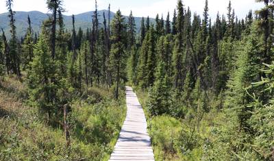 O Melhor de Yukon e Alasca (partindo de Whitehorse) — 4