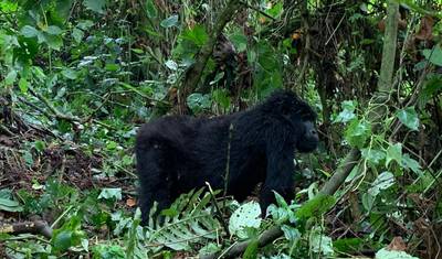 Safari Econômico de Trekking de Gorilas de 3 Dias em Uganda via Entebbe — 4