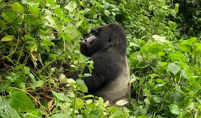 Safari Econômico de Trekking de Gorilas de 3 Dias em Uganda via Entebbe — 5